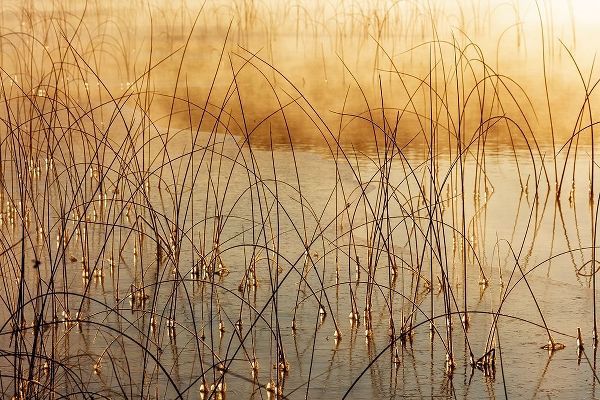 Icy reeds at sunrise on cold morning at Spencer Lake near Whitefish-Montana-USA